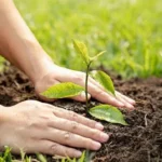 Ethiopia nears 50 billion planted trees under national reforestation drive