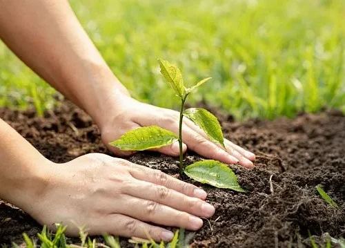Ethiopia nears 50 billion planted trees under national reforestation drive