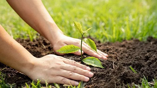 Ethiopia nears 50 billion planted trees under national reforestation drive