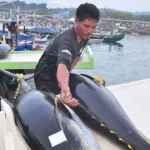 Indonesia exports frozen tuna fillets from eastern province of Maluku to Thailand for first time