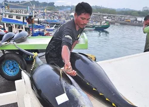 Indonesia exports frozen tuna fillets from eastern province of Maluku to Thailand for first time