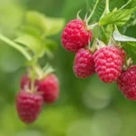 Chile to use AI to combat pests affecting soft fruit