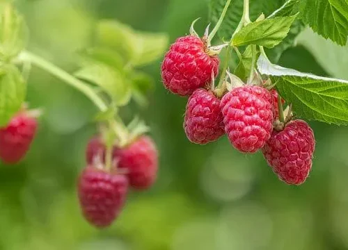 Chile to use AI to combat pests affecting soft fruit