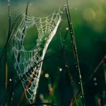 Russian zoologists identify six new species of huntsman spiders in Southeast Asia