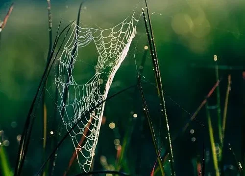Russian zoologists identify six new species of huntsman spiders in Southeast Asia