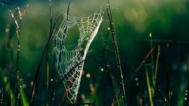 Russian zoologists identify six new species of huntsman spiders in Southeast Asia