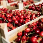 South Africa to supply cherries to China