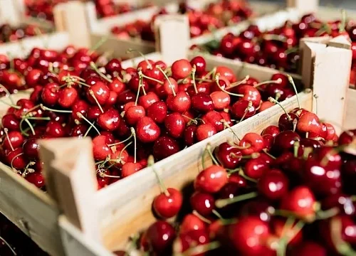 South Africa to supply cherries to China